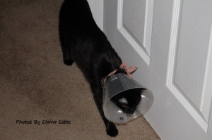 Black cat with protective cone on neck.
