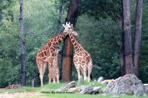 Giraffe family at Asheboro Zoo.