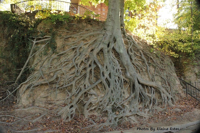 Greenville's Root Tree is said to be a 70 years old Beech tree.