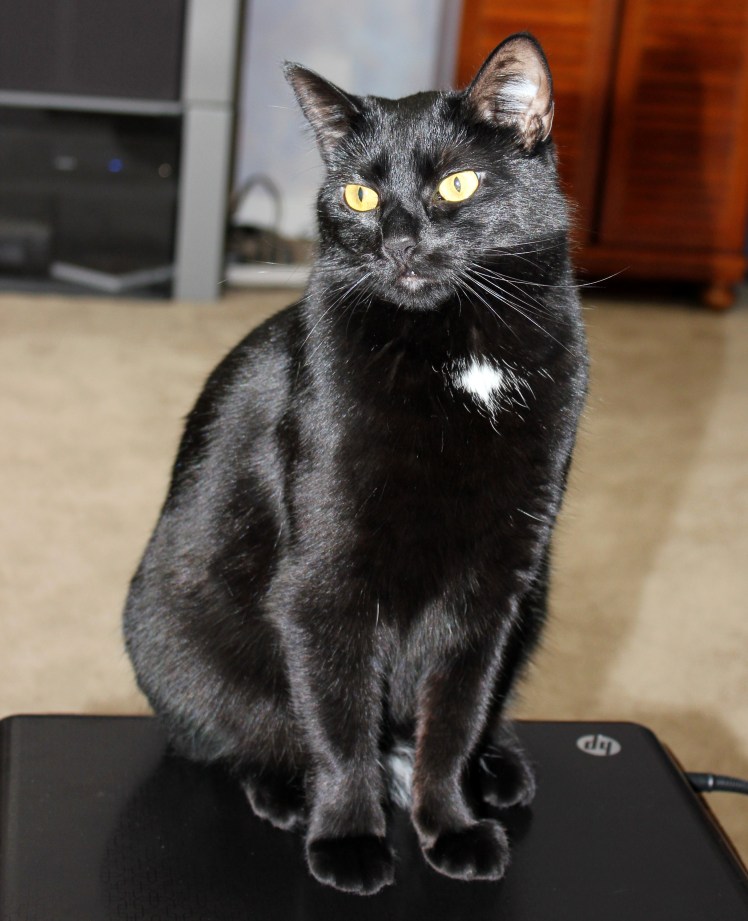 Black cat with beautiful coat of fur